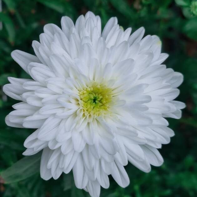 Chyrsanthemum-Bwhite