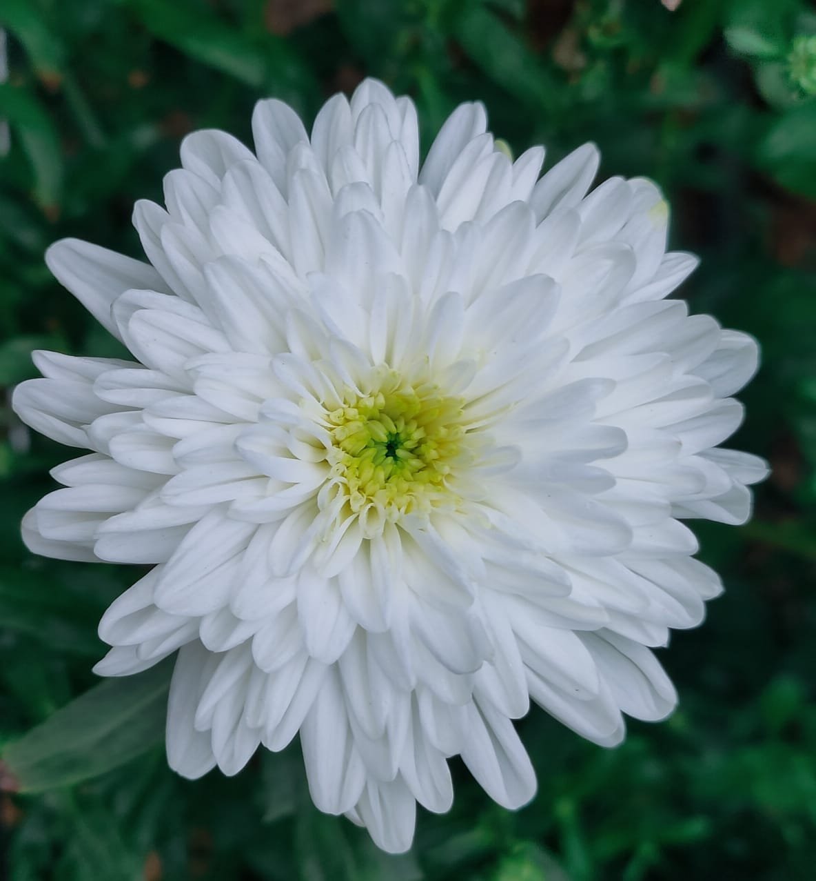 Chyrsanthemum-Bwhite