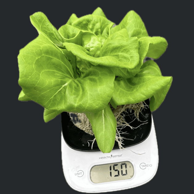 Rex Lettuce