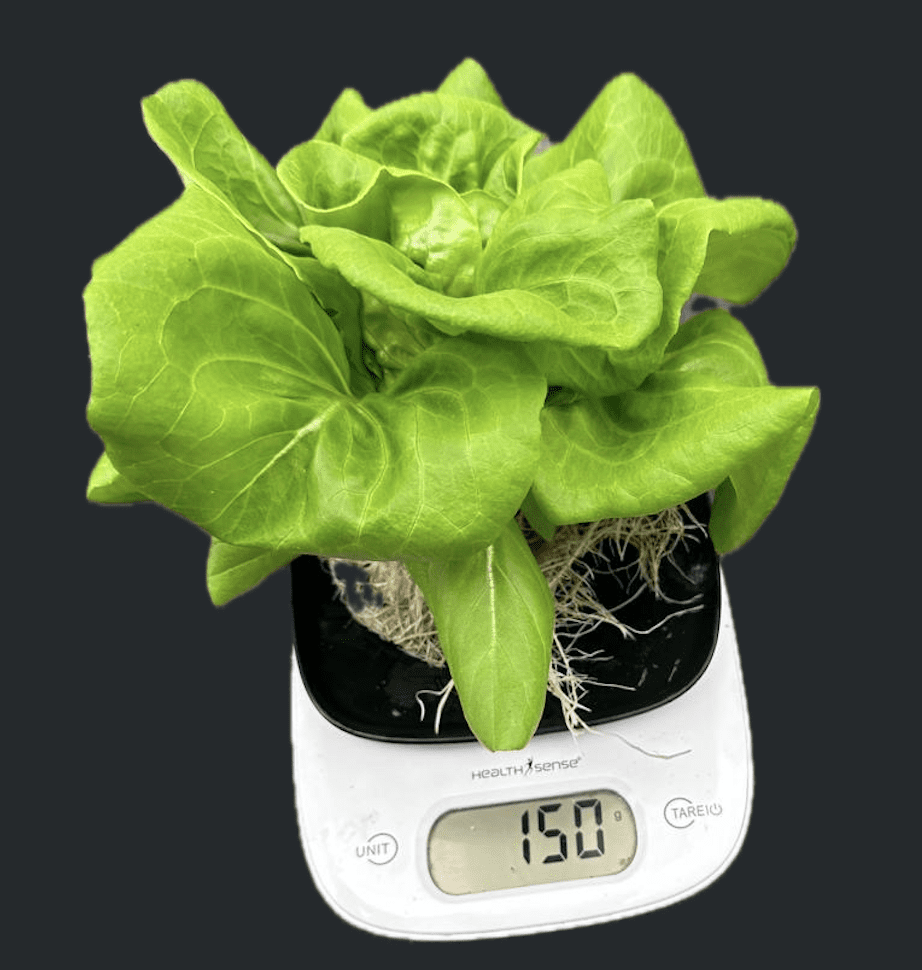 Rex Lettuce