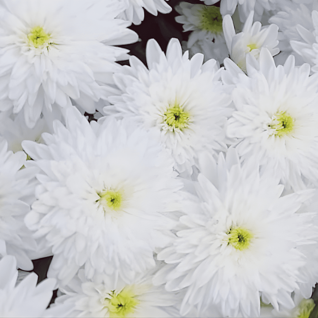Chrysanthemum-White