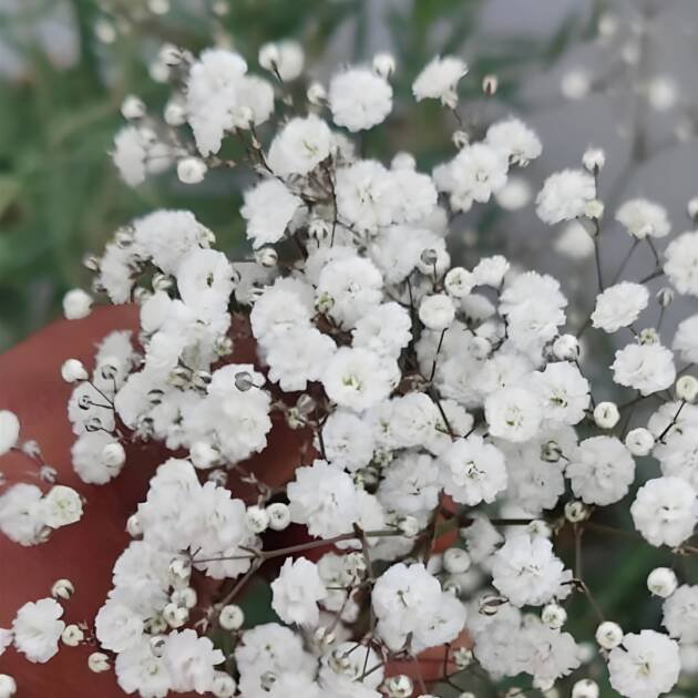 Gypsophila