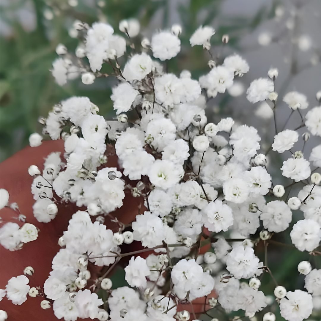 Gypsophila