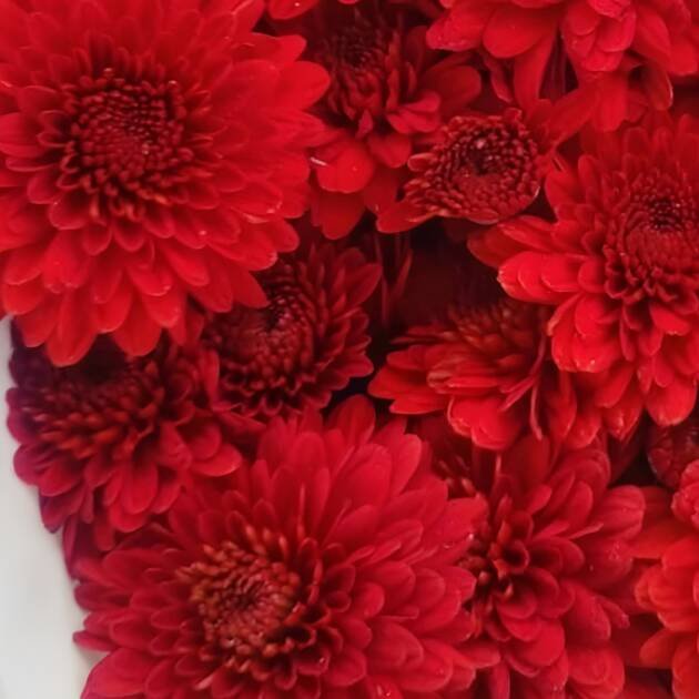 Chrysanthemum-AutumRed