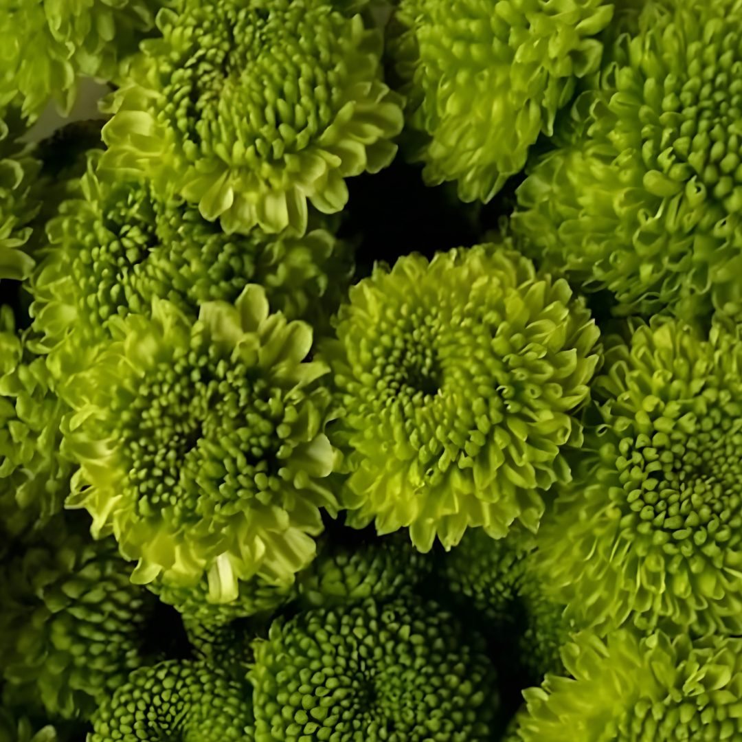 Chrysanthemum-GreenStar