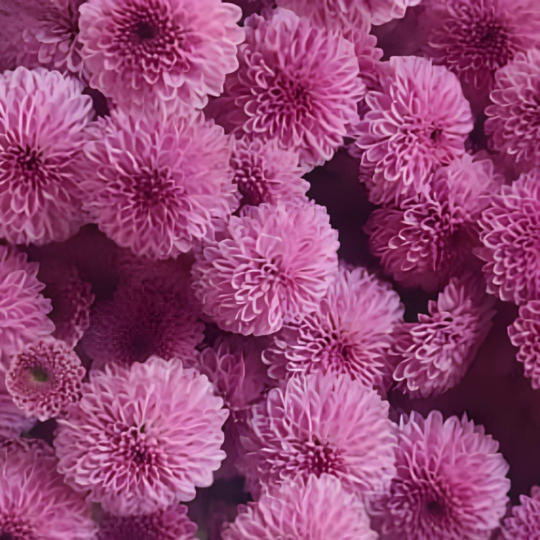 Chrysanthemum-PinkPearl