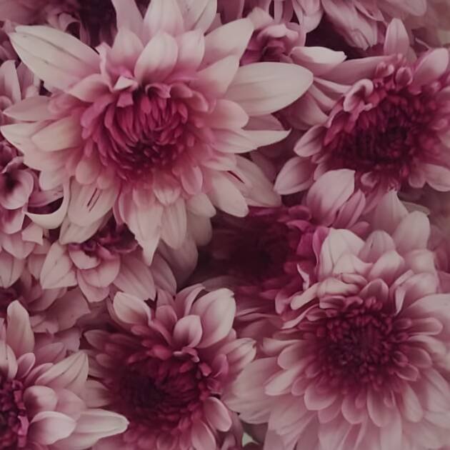 Chrysanthemum-Prismatic