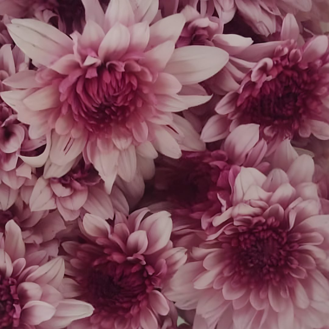 Chrysanthemum-Prismatic