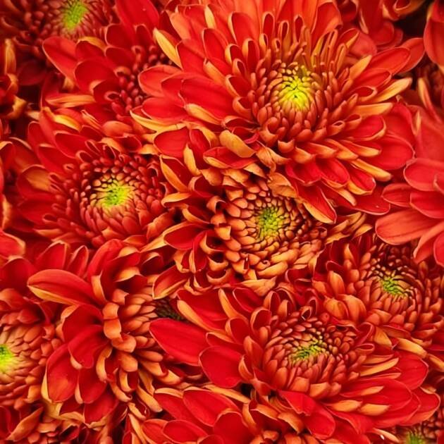 Chrysanthemum-RedStar