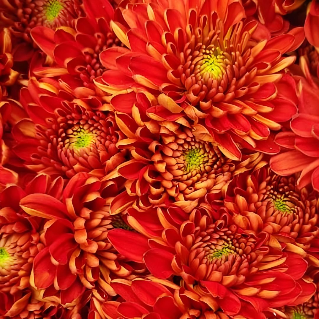 Chrysanthemum-RedStar