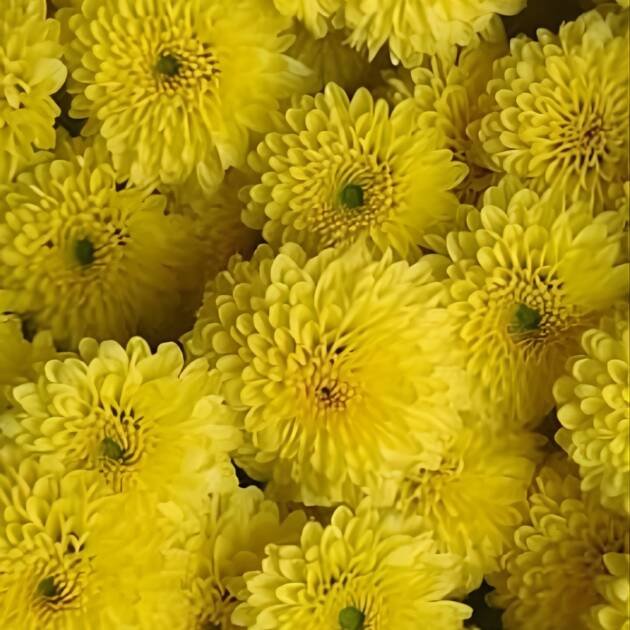 Chrysanthemum-SunShine