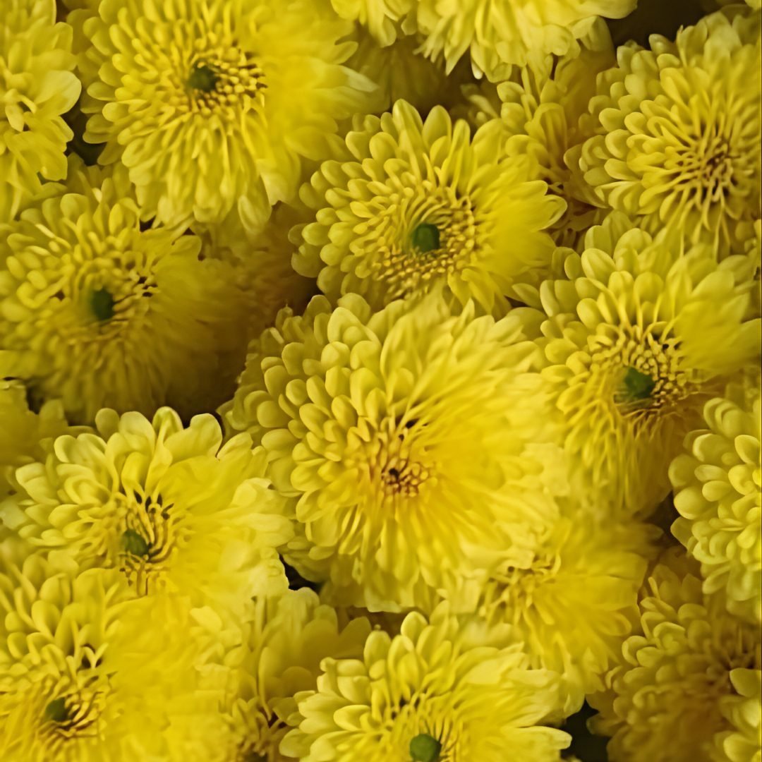 Chrysanthemum-SunShine